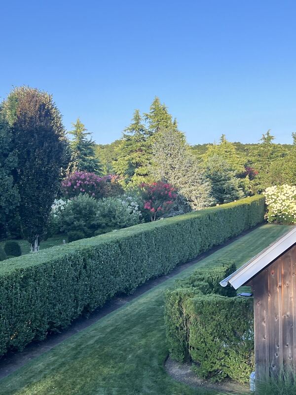 Frisch geschnittene Hecke entlang eines Holzzauns