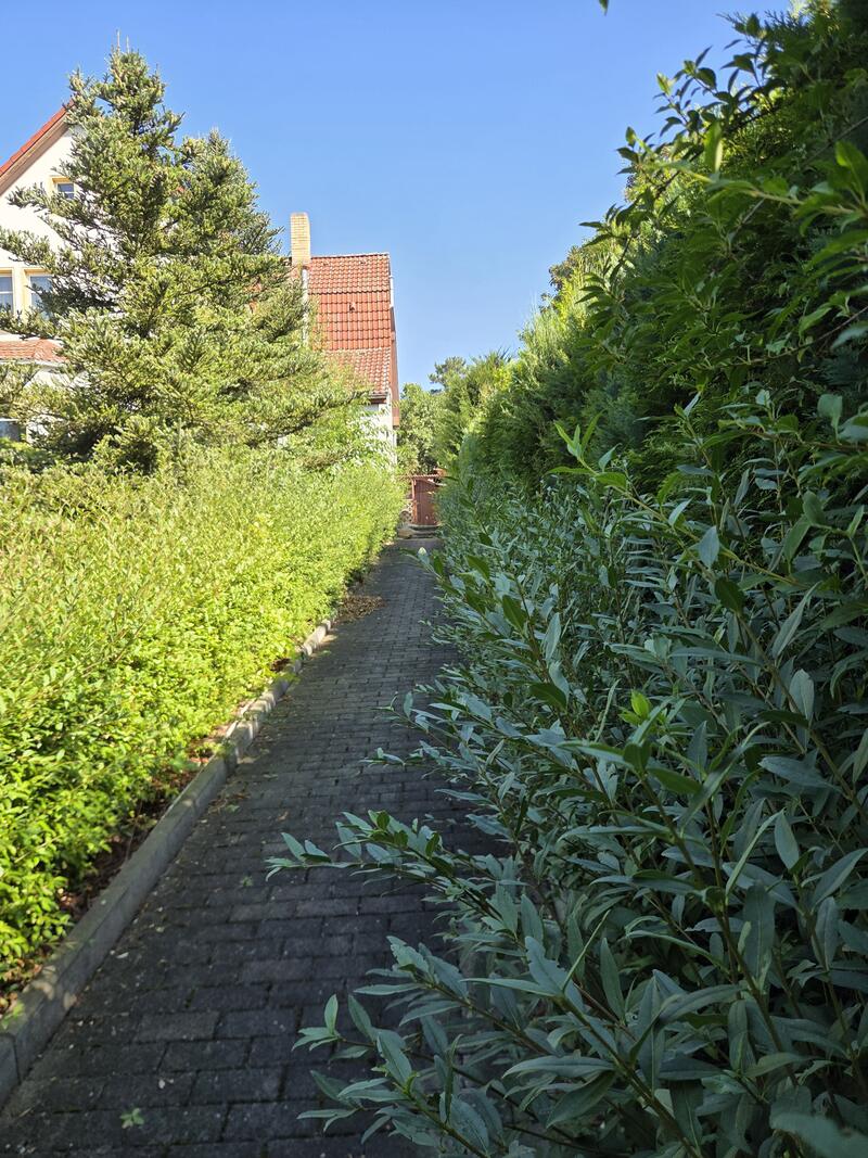 Derselbe Hauszugang vorher: die Hecke wächst weit über den Plattenweg und verengt ihn auf halbe Breite