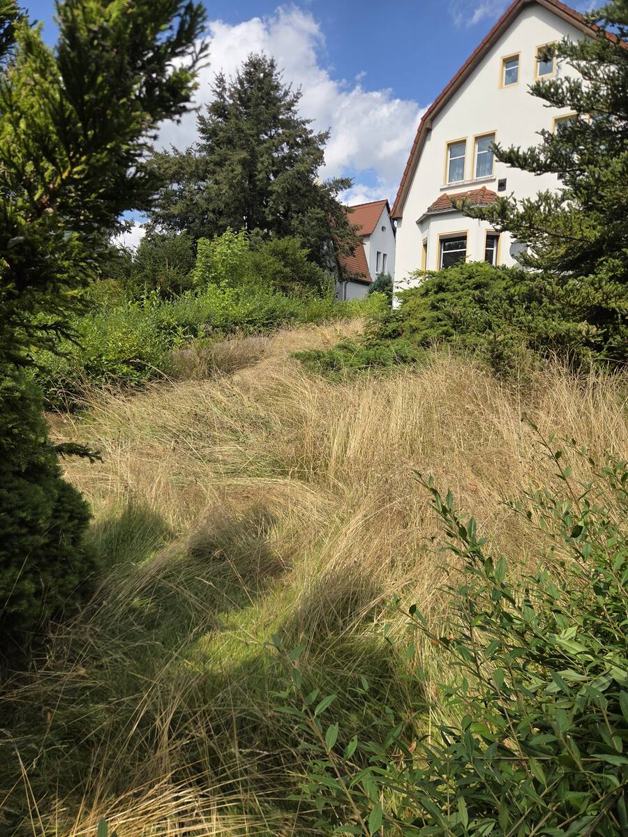 Dieselbe Hangwiese vorher: kniehohes, vertrocknetes Gras vor dem Haus